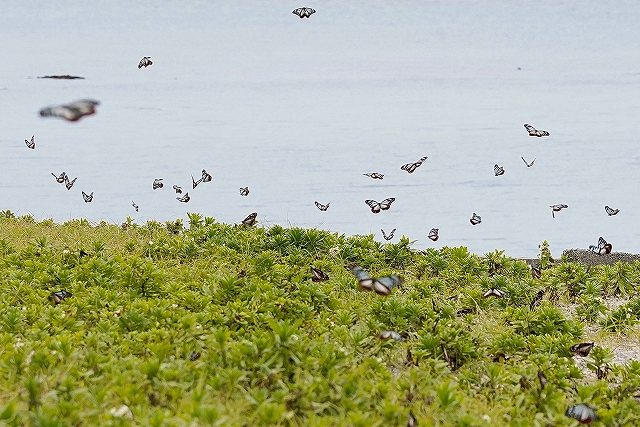 大分県姫島の乱舞