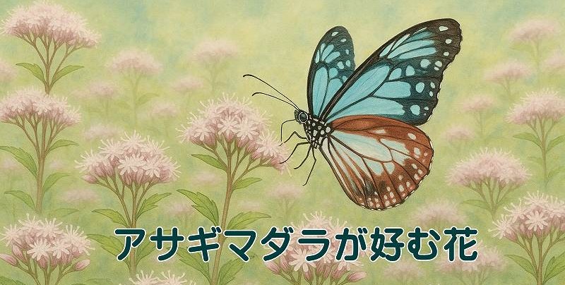 アサギマダラと花