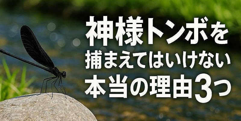 神様トンボ