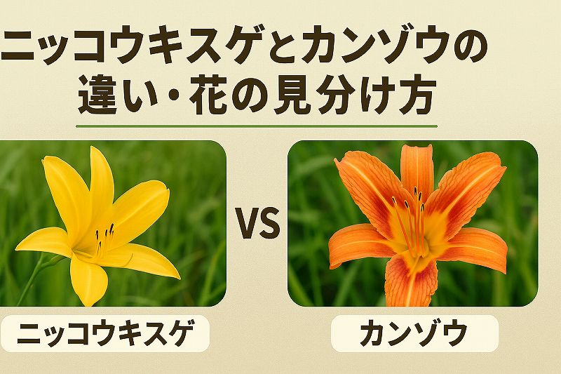 ニッコウキスゲとカンゾウの違い
